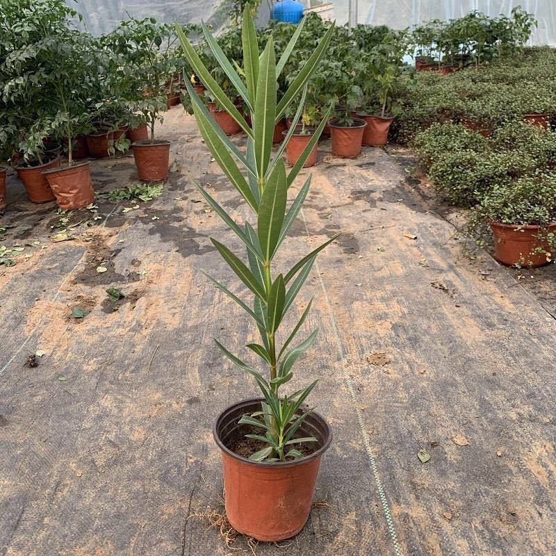 夹竹桃盆栽柳叶桃半年庭院驱虫花卉植物绿植盆栽围栏篱笆工程