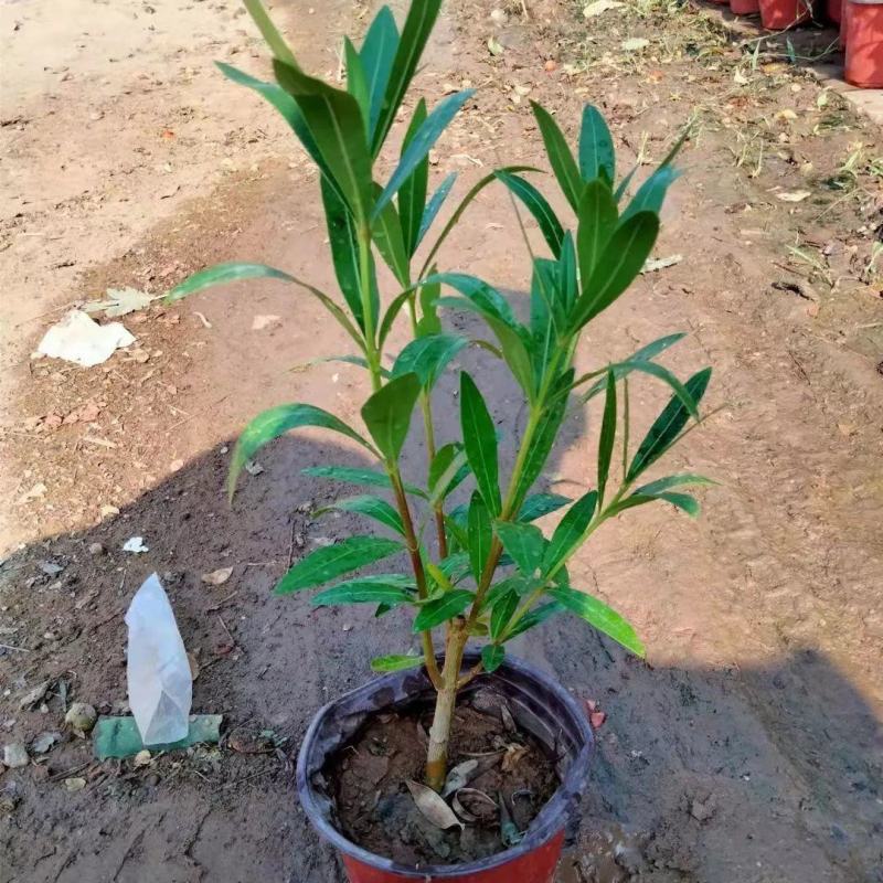 夹竹桃盆栽柳叶桃半年庭院驱虫花卉植物绿植盆栽围栏篱笆工程