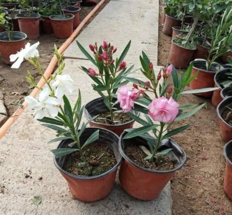 夹竹桃盆栽柳叶桃半年庭院驱虫花卉植物绿植盆栽围栏篱笆工程