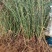 迎春花盆栽迎春花苗四季盆栽耐寒爬藤植物阳台盆栽庭院当年开