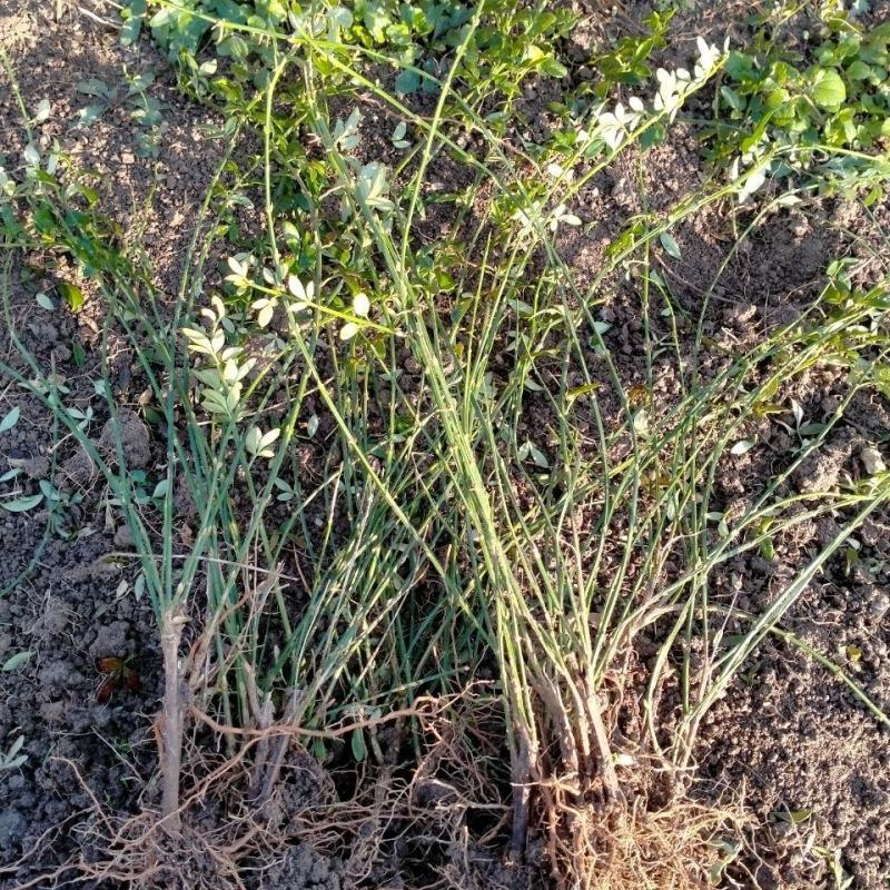 迎春花盆栽迎春花苗四季盆栽耐寒爬藤植物阳台盆栽庭院当年开