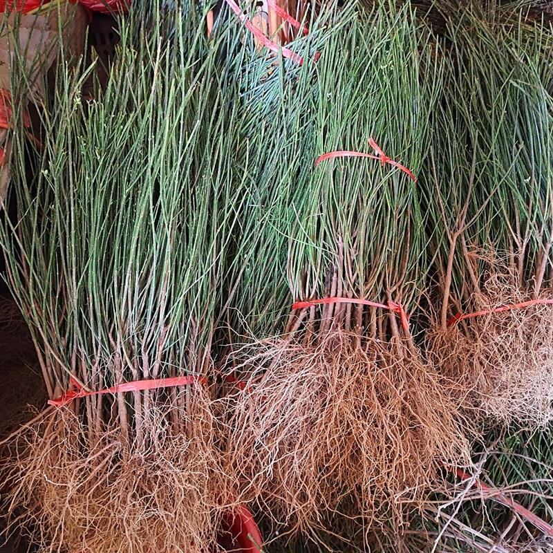 迎春花盆栽迎春花苗四季盆栽耐寒爬藤植物阳台盆栽庭院当年开