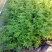迎春花盆栽迎春花苗四季盆栽耐寒爬藤植物阳台盆栽庭院当年开