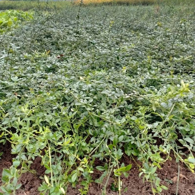 迎春花盆栽迎春花苗四季盆栽耐寒爬藤植物阳台盆栽庭院当年开