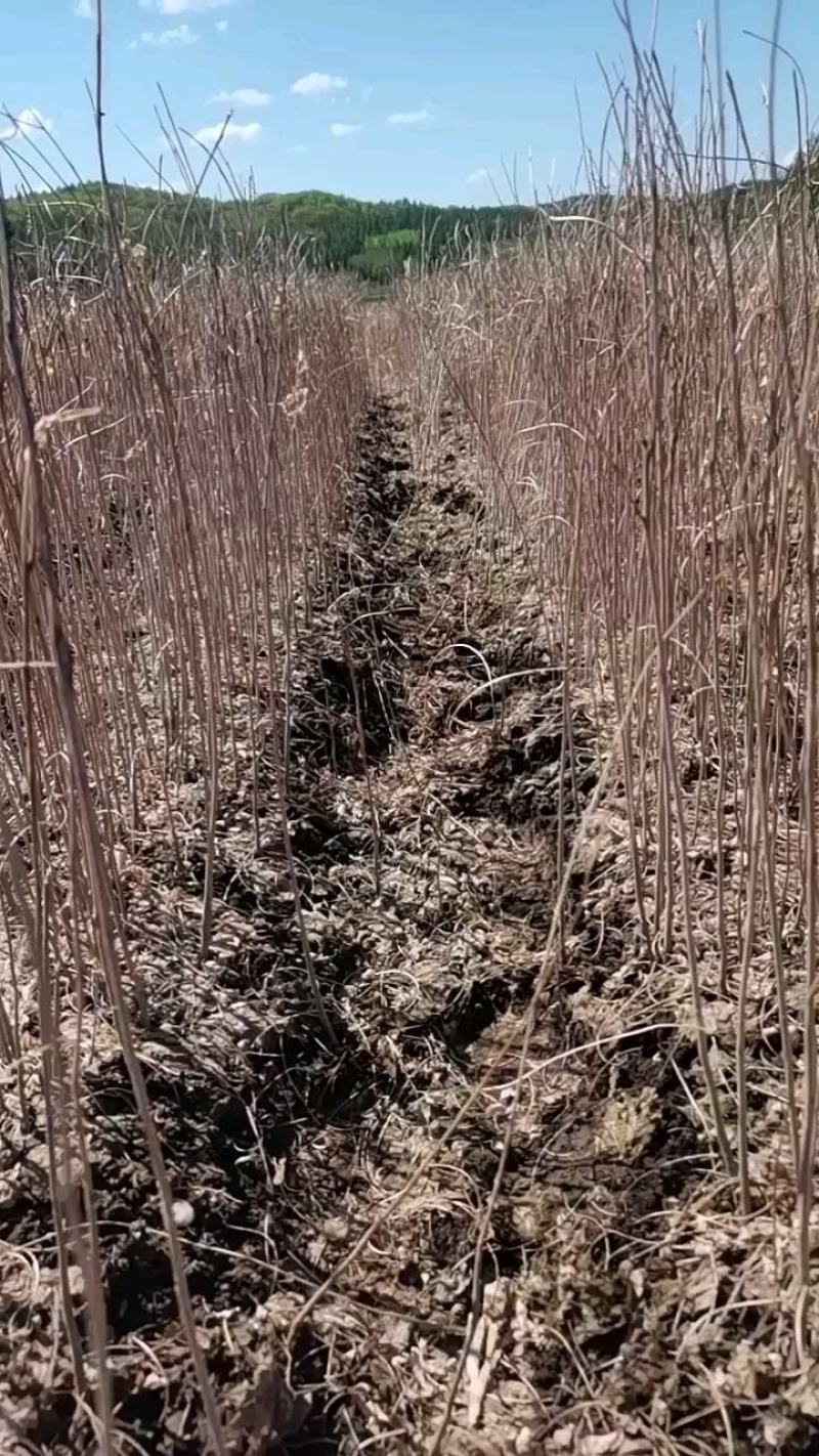 紫穗槐小苗（棉槐）（油条），价格优惠，欢迎各位老板咨询。