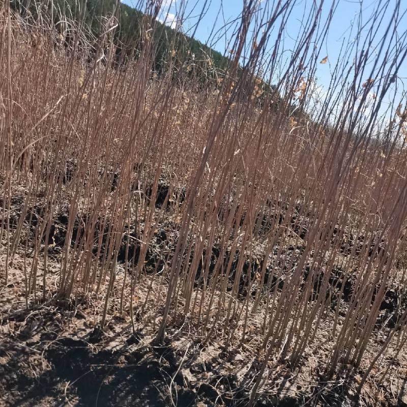 紫穗槐小苗（棉槐）（油条），价格优惠，欢迎各位老板咨询。