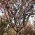 日本晚樱，七到十五公分，杆直冠圆77，黄土地移栽定植树！