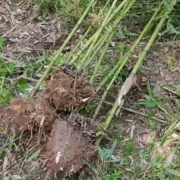 竹子，荆竹，金竹，土球竹，裸根竹大量有货，要的联系我
