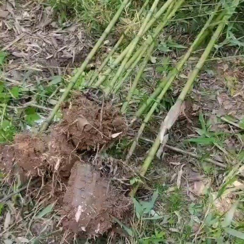 竹子，荆竹，金竹，土球竹，裸根竹大量有货，要的联系我