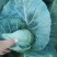 本人大量出售牛心菜，甘蓝，有机花菜