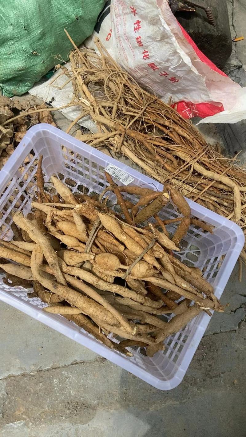小叶牛大力薯野生金钟根倒吊金钟猪脚笠山卡卡黑黄牛
