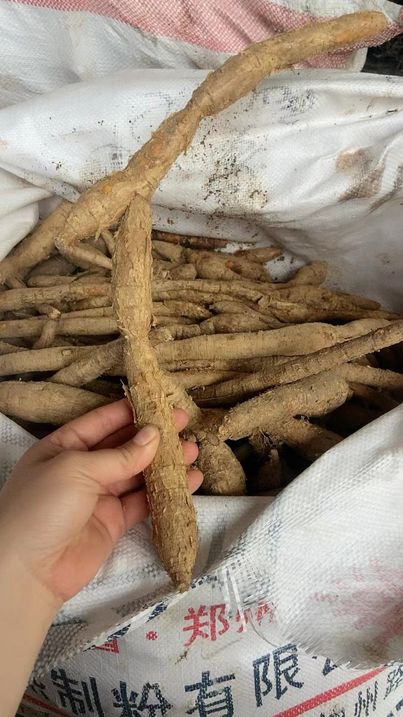 小叶牛大力薯野生金钟根倒吊金钟猪脚笠山卡卡黑黄牛