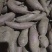 紫罗兰红薯苗