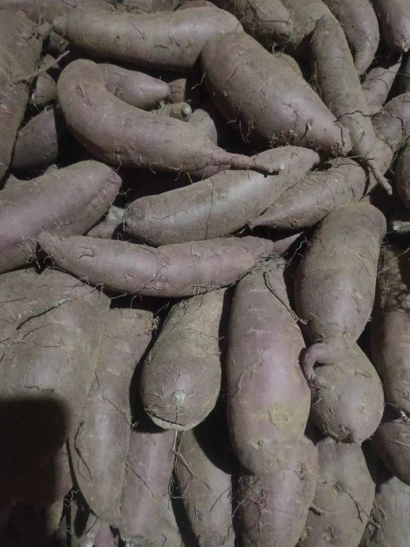 紫罗兰红薯苗