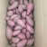 紫罗兰红薯苗