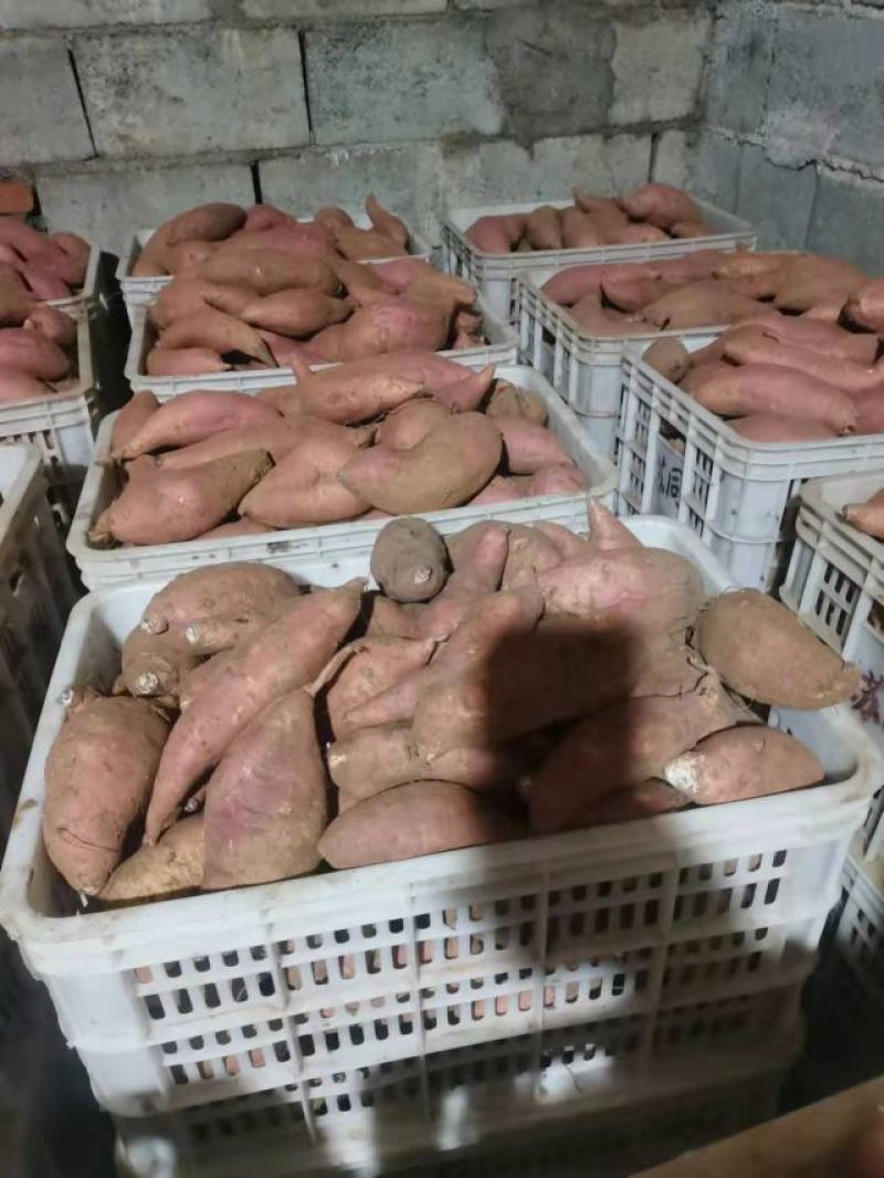 日本红瑶红薯苗