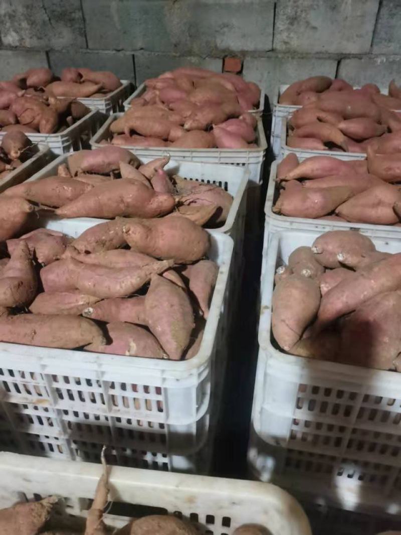 日本红瑶红薯苗