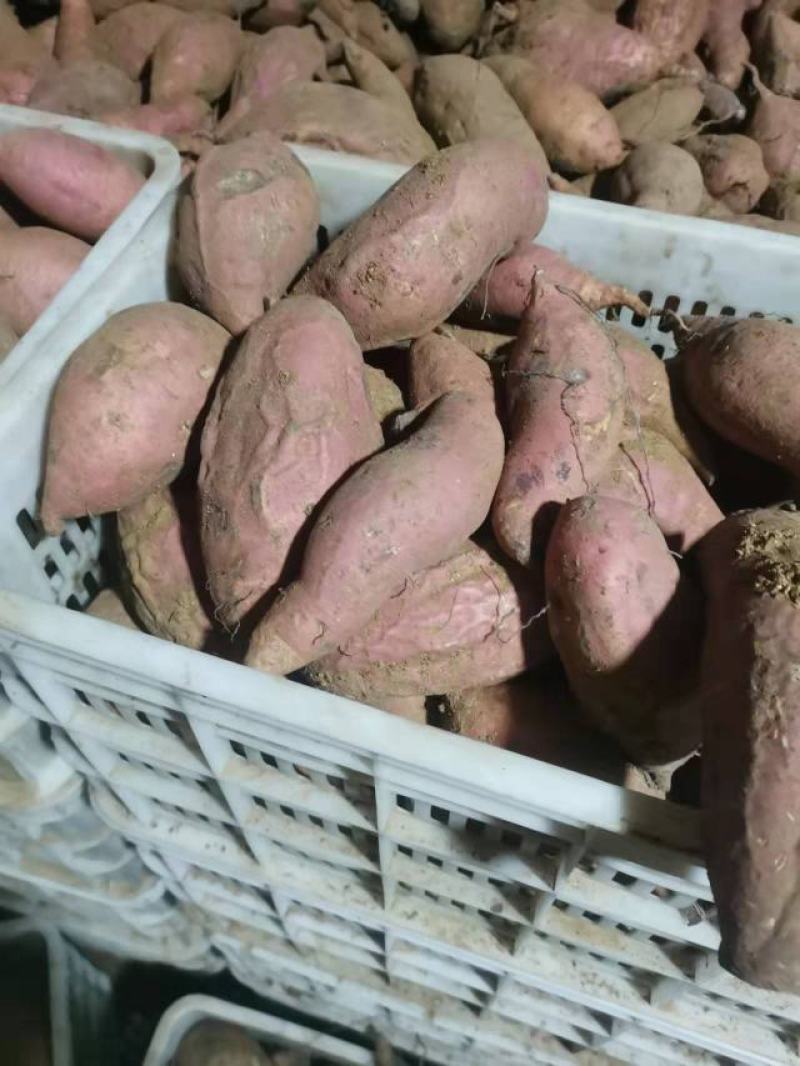 日本红瑶红薯苗