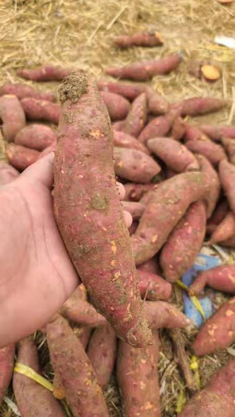 西瓜红红薯苗