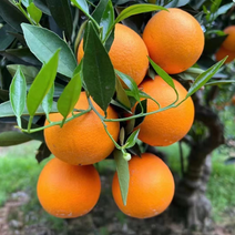 精品夏橙橙子柑橘可支持视频打款发货保质保量