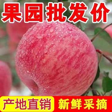 红星苹果苹果产地大量供应，产地一手货源，保质保量