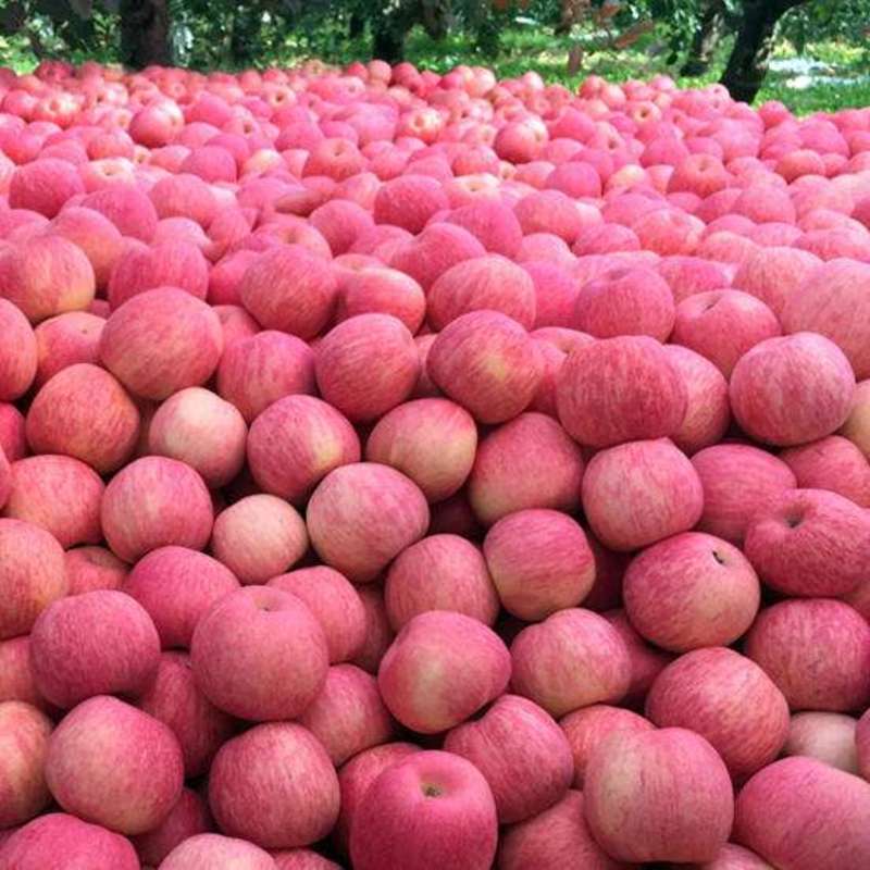 苹果批发山东苹果产地大量上市，货源充足