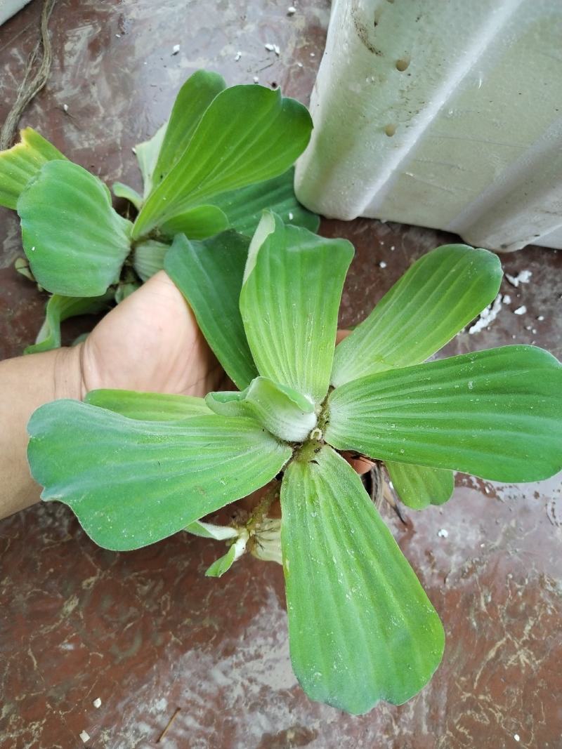 广西水芙蓉，全国包邮，一件代发，大量有货