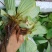 广西水芙蓉，全国包邮，一件代发，大量有货