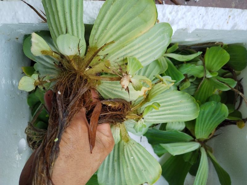 广西水芙蓉，全国包邮，一件代发，大量有货