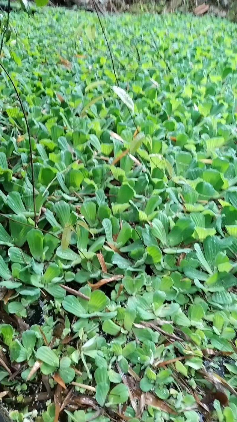 广西水芙蓉，全国包邮，一件代发，大量有货