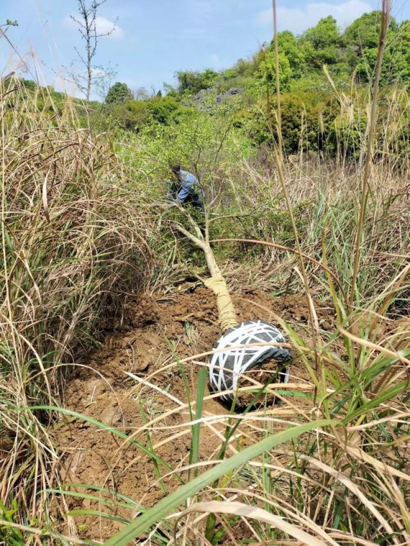 花石榴，果石榴，5公分、6公分、8公分到15公分树型优美