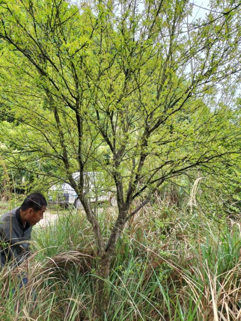 花石榴，果石榴，5公分、6公分、8公分到15公分树型优美