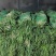 麦冬草金叶麦冬草细叶麦冬草精品麦冬草中叶麦冬草