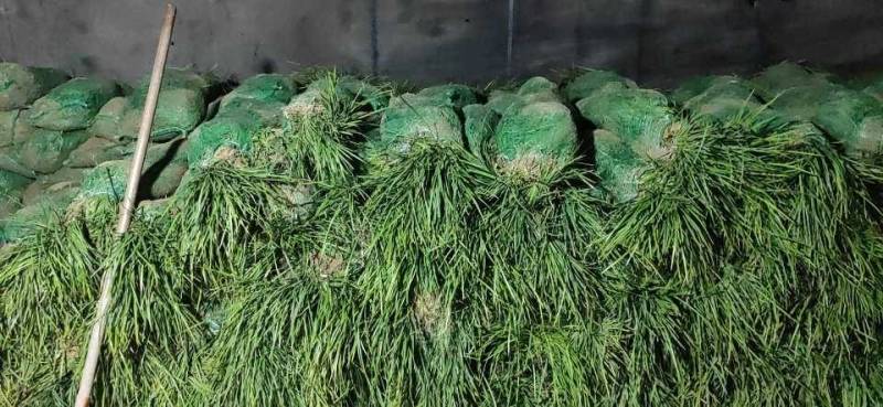 麦冬草金叶麦冬草细叶麦冬草精品麦冬草中叶麦冬草