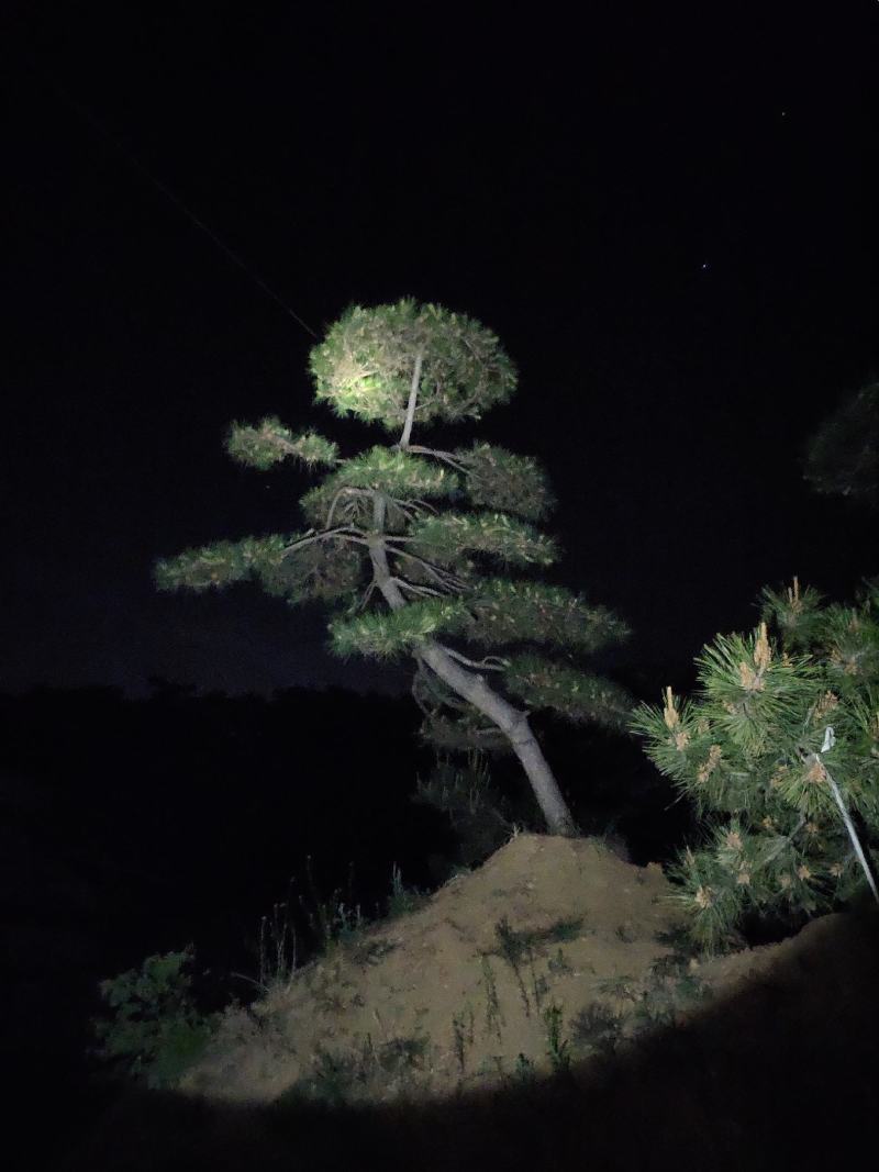 造型油松黑松赤松