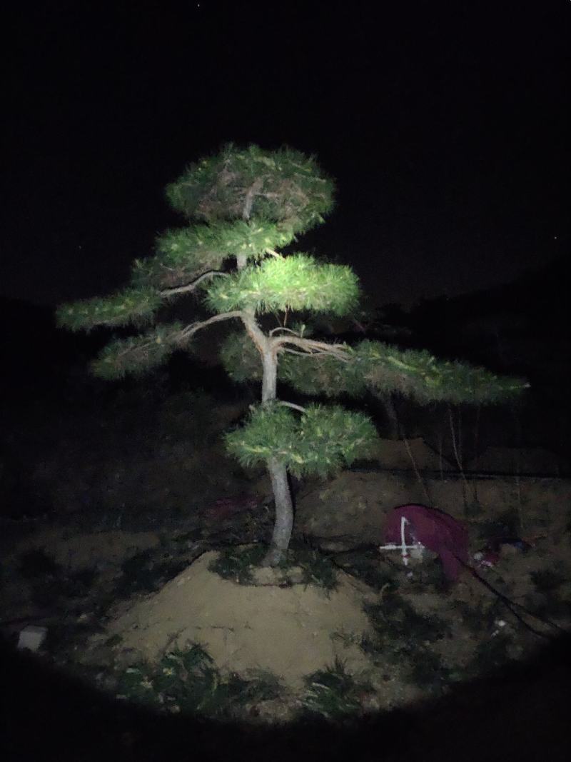 造型油松黑松赤松