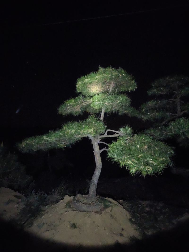 造型油松黑松赤松