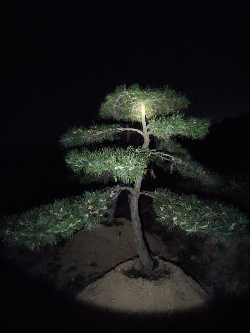 造型油松黑松赤松