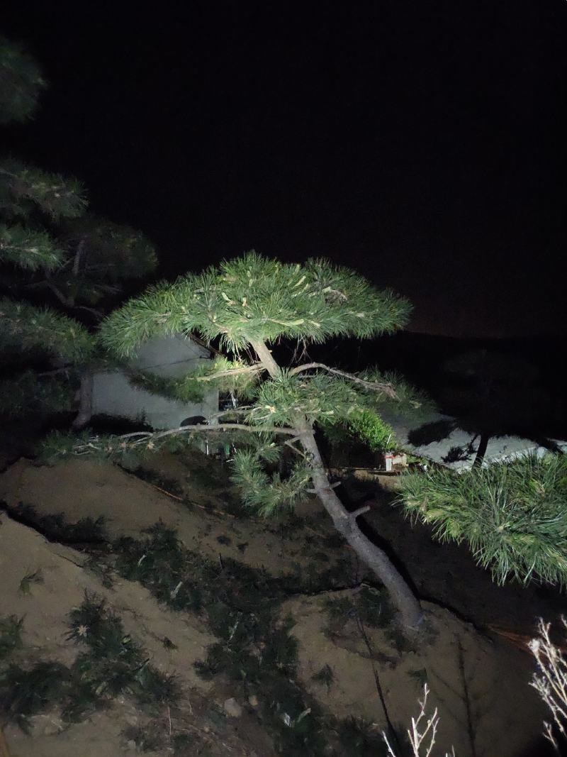 造型油松黑松赤松
