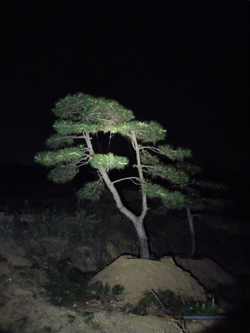 造型油松黑松赤松