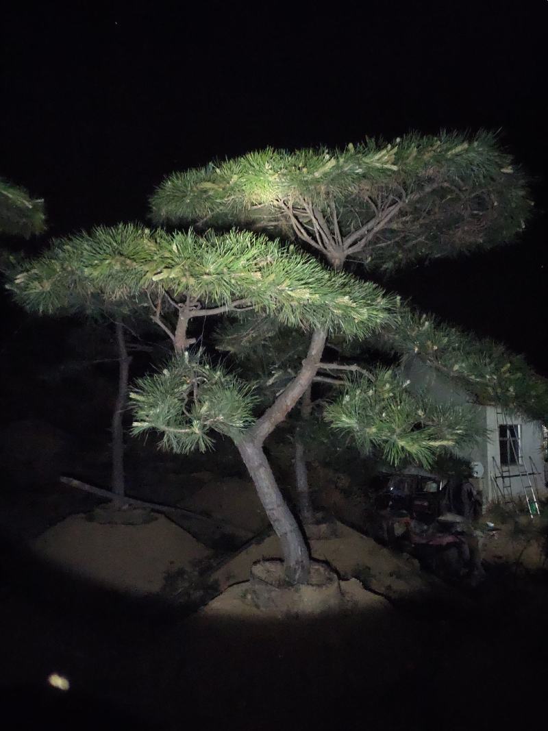 造型油松黑松赤松