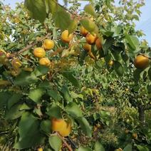 杏，杏是一种独具特色的水果，口感酸甜爽口。