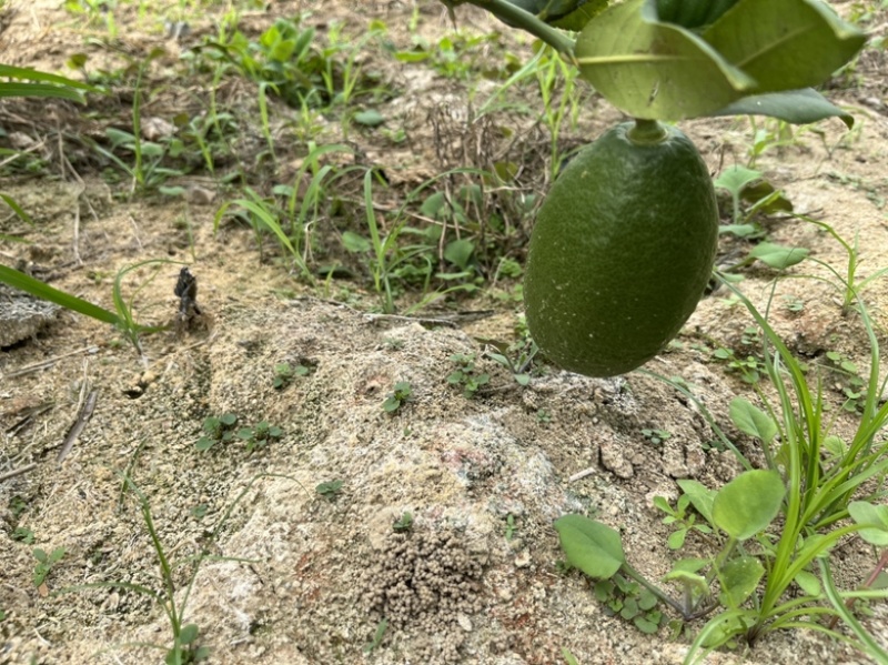 海南香水柠檬一二级通货