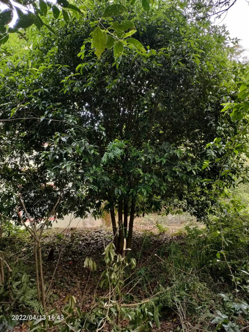低分枝精品桂花树常年供应，基地直发量大从优，欢迎联系