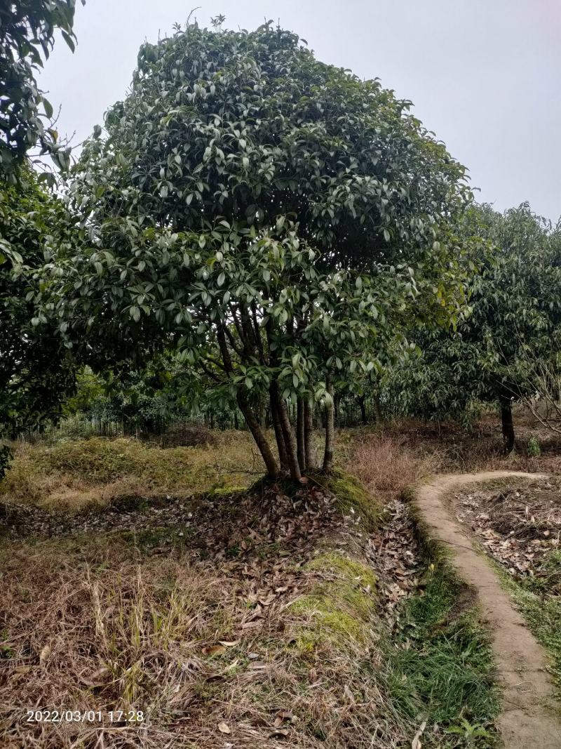 低分枝精品桂花树常年供应，基地直发量大从优，欢迎联系