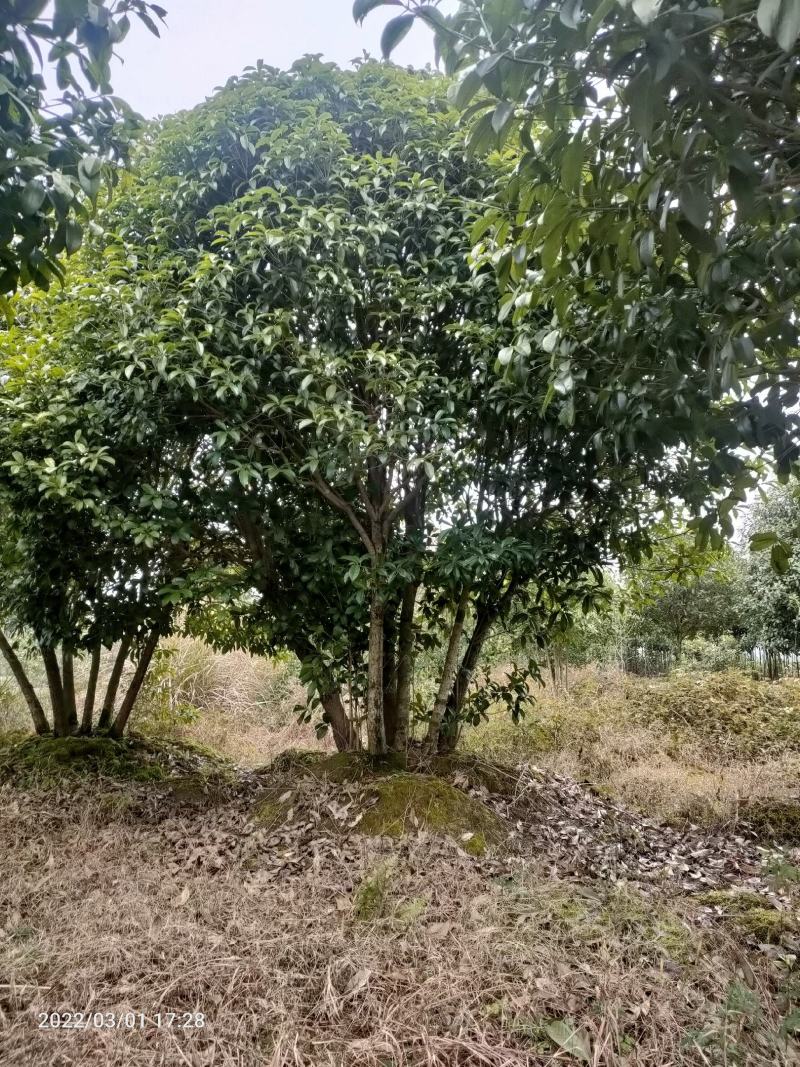 低分枝精品桂花树常年供应，基地直发量大从优，欢迎联系