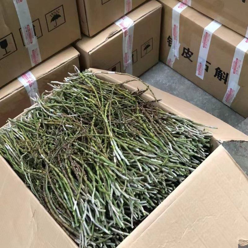 云南产地铁皮石斛新鲜条上市
