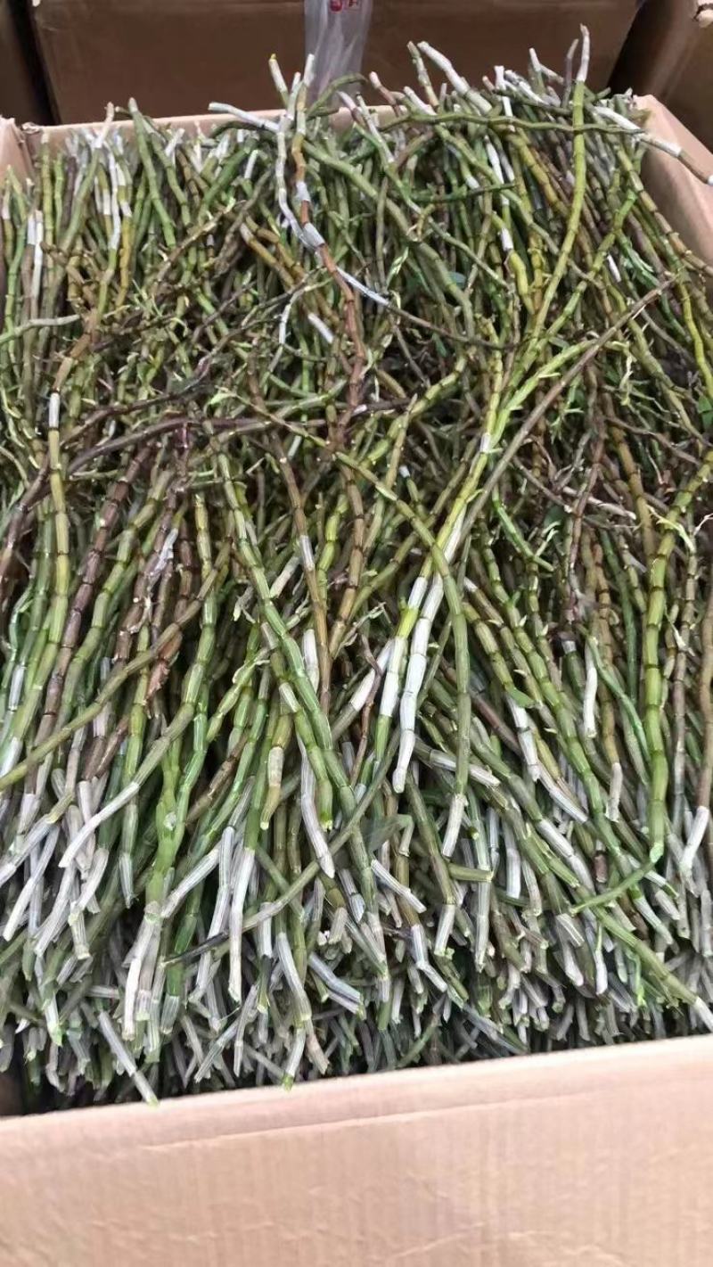云南产地铁皮石斛新鲜条上市