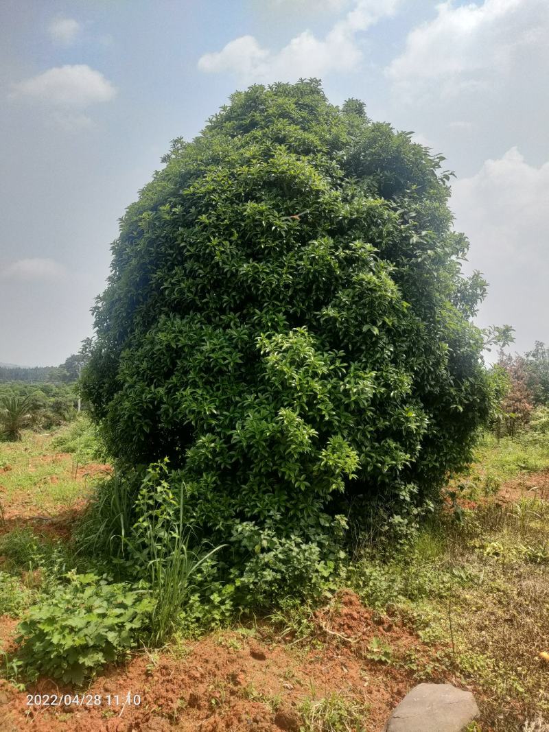低分枝精品桂花树常年供应，基地直发量大从优，欢迎联系