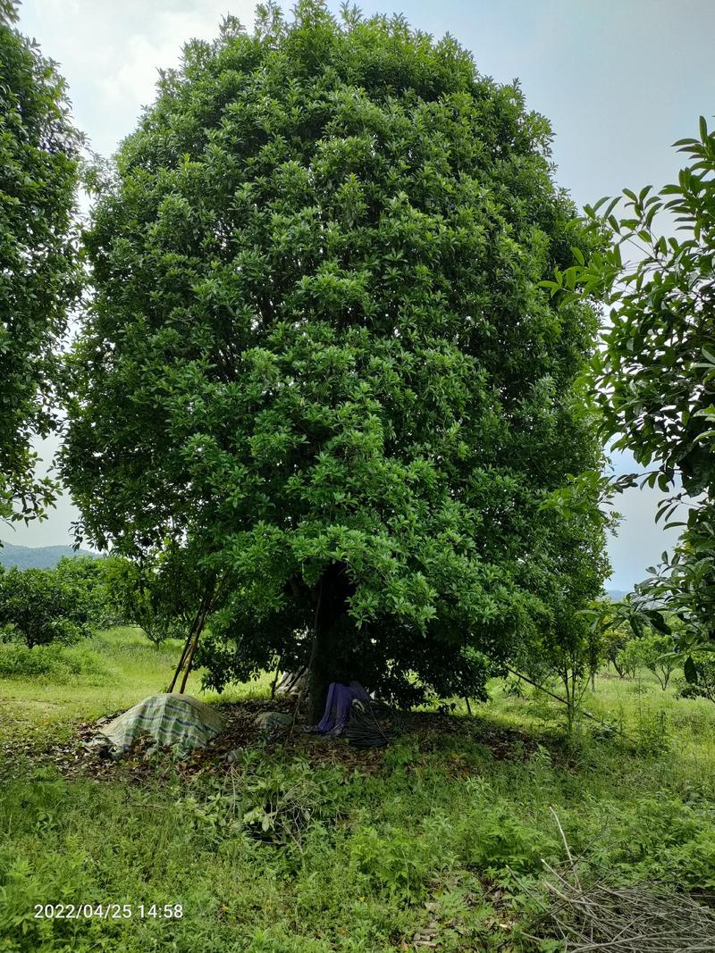 低分枝精品桂花树常年供应，基地直发量大从优，欢迎联系